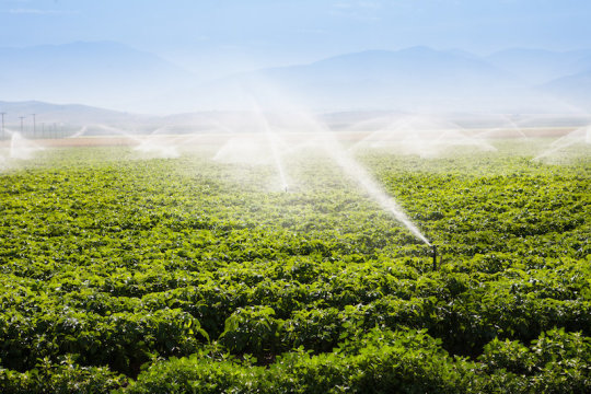 田间灌溉|  图片来源：©TheFotos / stock.adobe.com